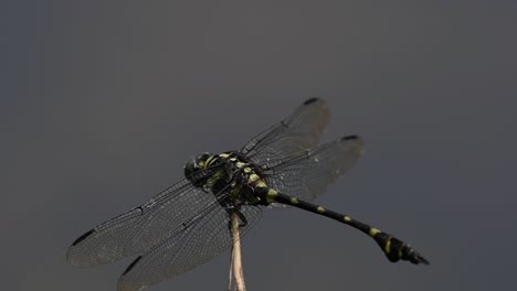 La-Libélula-De-Cola-De-Brida-Común-Se-Ve-Comúnmente-En-Tailandia-Y-Asia