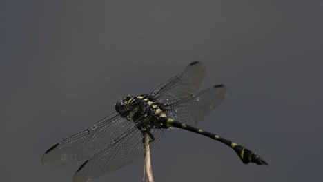 la libélula de cola de brida común se ve comúnmente en tailandia y asia