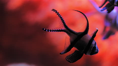 closeup of endangered banggai cardinalfish swimming in the aquarium