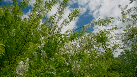 Exuberantes-Ramas-De-árboles-Verdes-Con-Flores-Blancas-Sobre-árboles-De-Acacia-Negra-Y-Fondo-De-Cielo-Azul