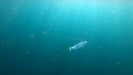 Yellowtail-fish-slowly-rises-to-surface-amidst-light-rays-in-crystal-water