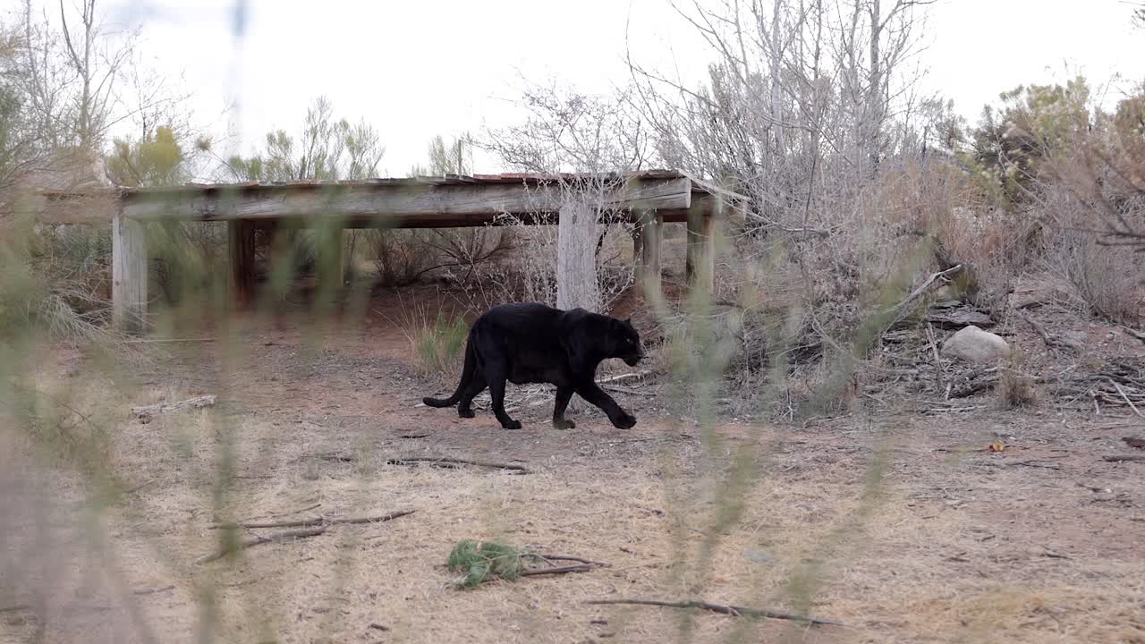 el leopardo negro caminando en el santuario de vida silvestre slomo