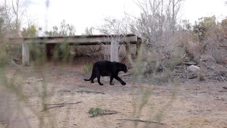 black leopard walking in wildlife sanctuary slomo