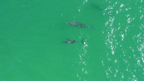 Familie-Wilder-Tümmler,-Die-Am-Klaren-Australischen-Strand-Unter-Wasser-Schwimmen,-4k-Luftdrohne