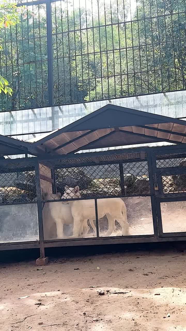 Lions resting in a zoo enclosure
