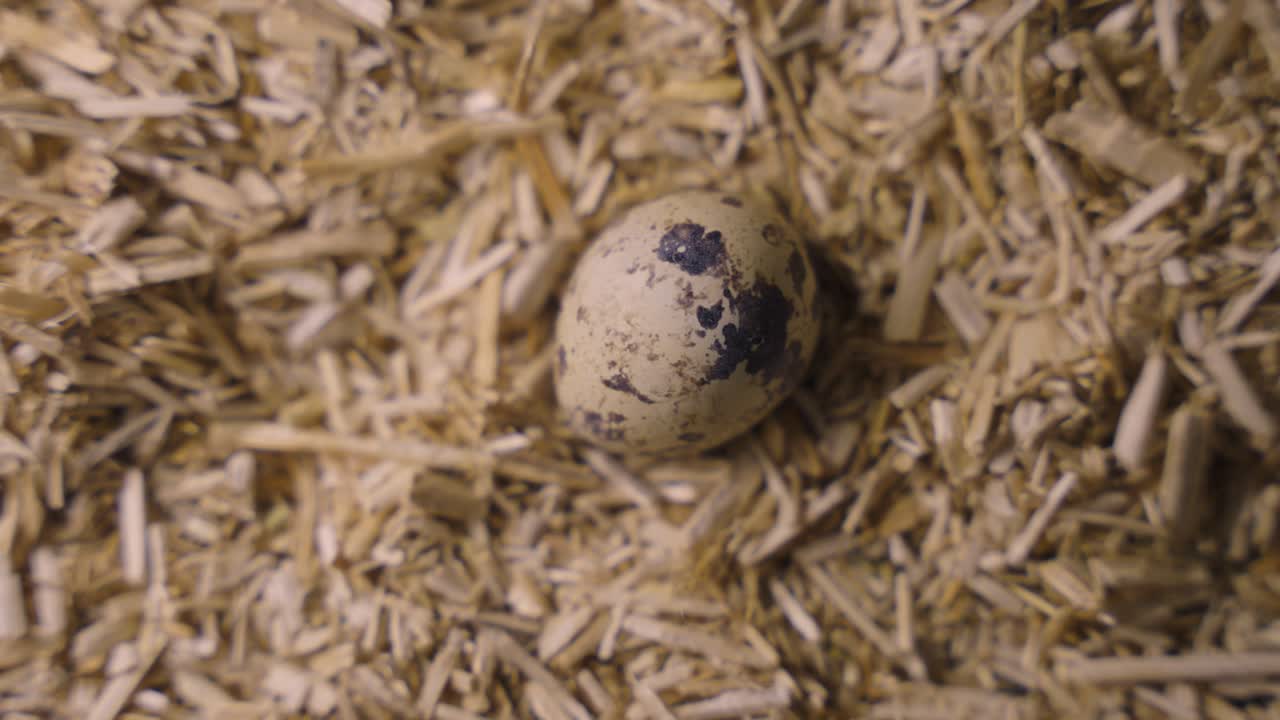 Quail eggs on straw litter