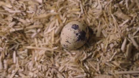 quail eggs on straw litter