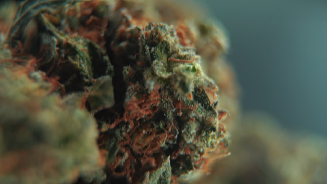 A vertical macro cinematic detailed shot of a cannabis plant, hybrid strains, Indica and sativa ,marijuana flower, on a 360 rotating stand, slow motion, 4K video, studio lighting