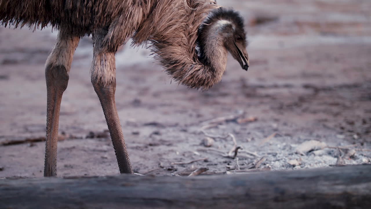 Emu pecking the ground around a fire