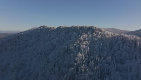 Dramatic-View-Of-Dense-Spruce-Trees-Covered-With-Snow-During-Winter-In-Southern-Quebec,-Canada