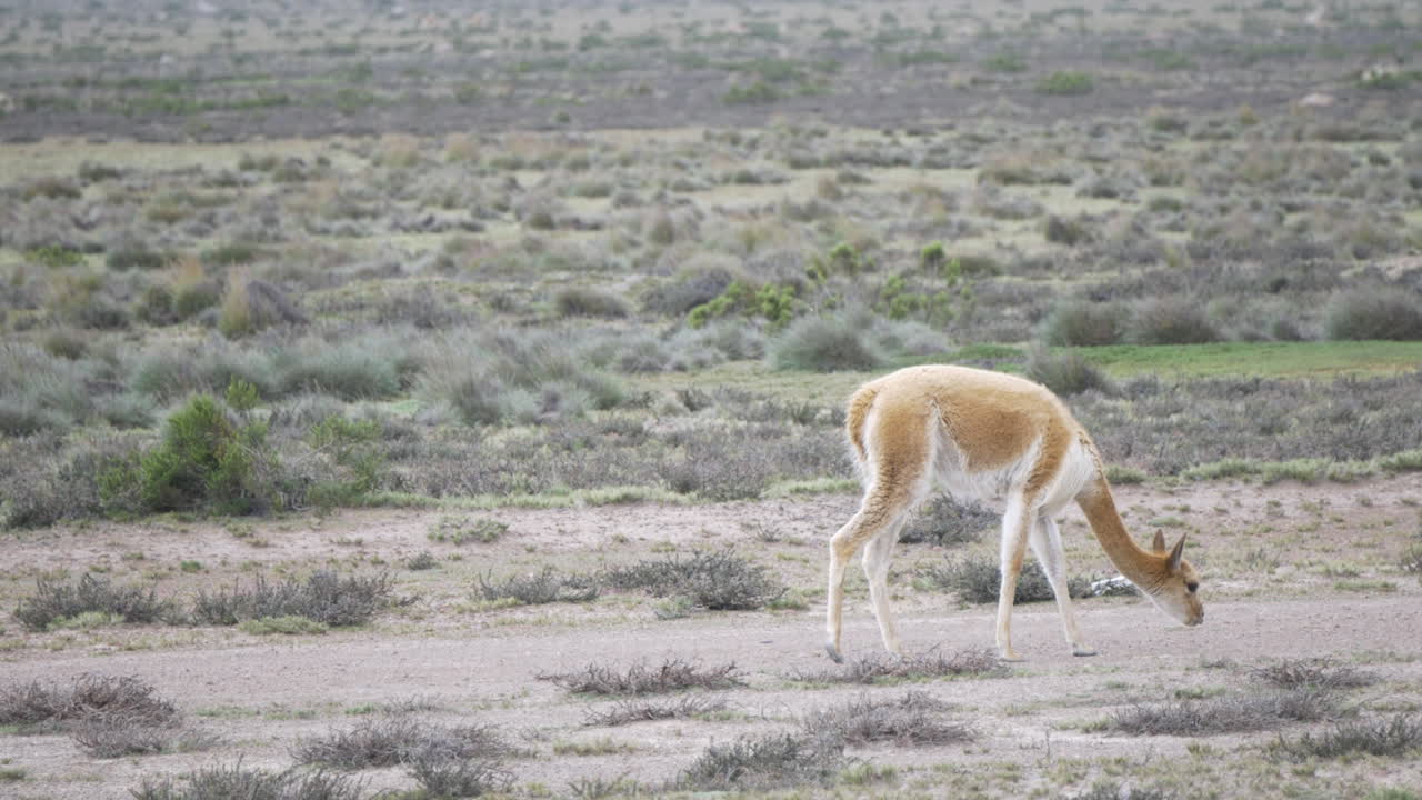 A lone wild vicuna grazing in the Andes of at Arequipa, Peru