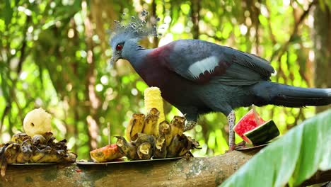 la paloma disfruta de la fruta en el zoológico de khao kheow