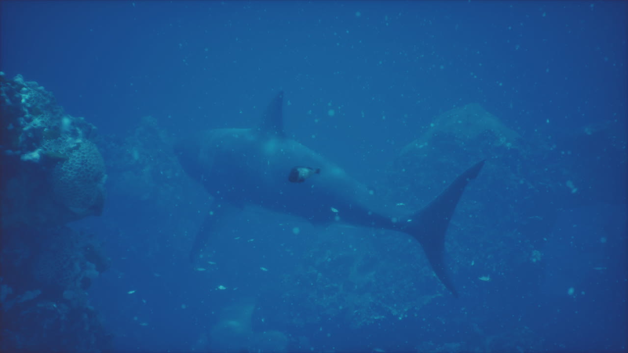 tiburón en el arrecife de coral bajo el agua