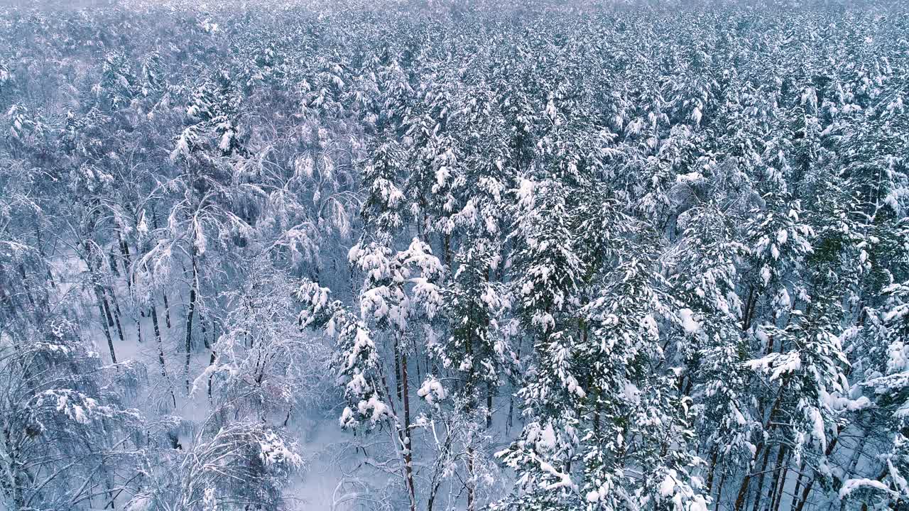 숲에 눈 덮인 가지입니다. 겨울 요정 배경