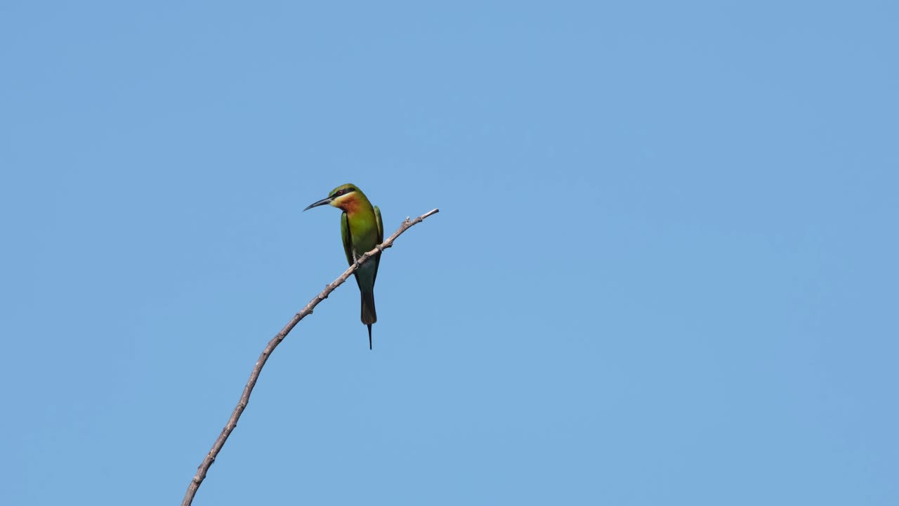 mirando a su alrededor en busca de una abeja perfecta para comer, hermoso cielo azul, abejaruco de cola azul merops philippinus, tailandia