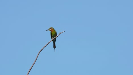 菲律賓的藍尾食蜂 (merops philippinus)