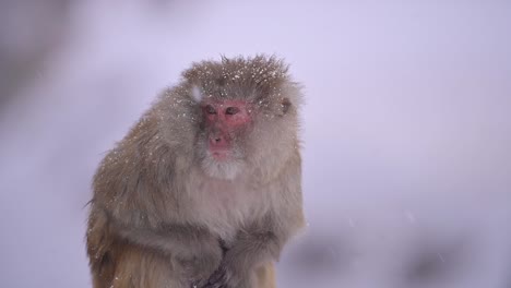primer plano de mono macaco rhesus en caída de nieve