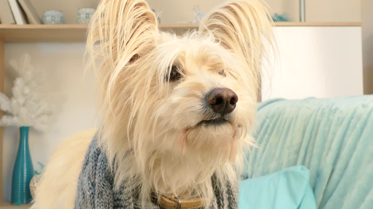 큰  개가 카메라를 쳐다본다.