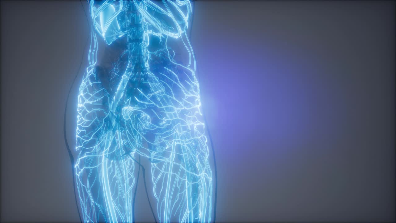 Vasi sanguigni del corpo umano
