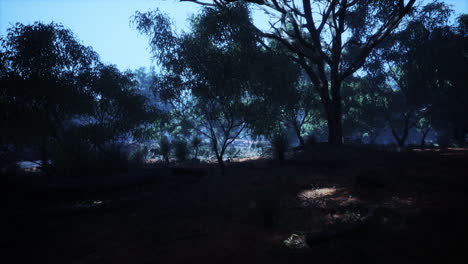 Camino-De-Tierra-A-Través-Del-Bosque-De-Angophora-Y-Eucalipto