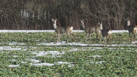 Vier-Blickt-Auf-Einem-Feld-Mit-Schneeflecken-In-Die-Kamera