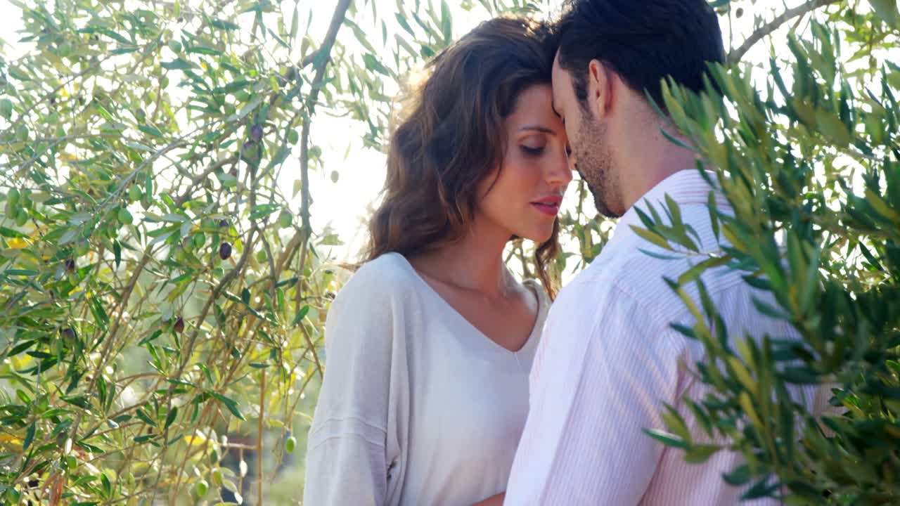 올리브 농장에서 서로 포옹하는 로맨틱 한 커플 4k