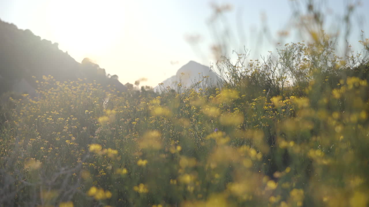 초원 시골에서 노란 꽃의 꿈꾸는 듯한 샷
