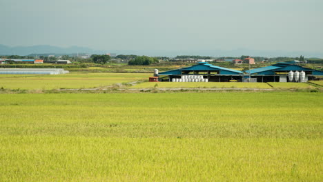 Stack-Of-Round-Hay-Bales-Wrapped-In-Plastic-In-The-Farm-With-Rice-Fields-In-Gunsan,-North-Jeolla-Province,-South-Korea