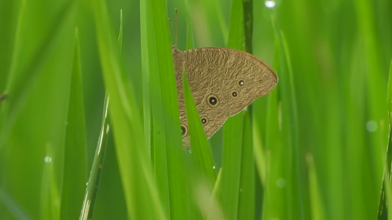 mariposa en el césped de arroz verde