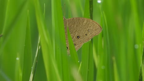 butterfly in green rice grass