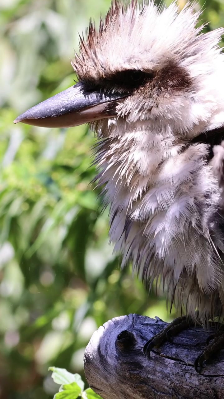 Bir kookaburra tüylerini temizliyor ve kabartıyor