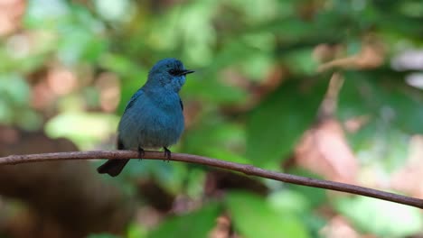 sacudiendo sus plumas luego salta alrededor para mostrar su espalda y de nuevo luego vuela lejos, verditer flycatcher eumyias thalassinus, tailandia