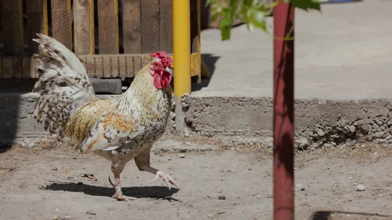 gallo doméstico vagando al aire libre durante un día soleado