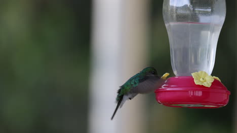 Colibrí-Colorido-Bebiendo-Del-Comedero-En-Minca,-Colombia