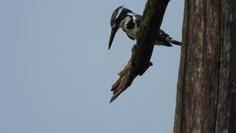 Bezahlte-Eisvogel-Baum-Jagd