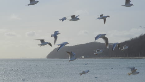 flock of seagulls flying together over baltic sea at sunset