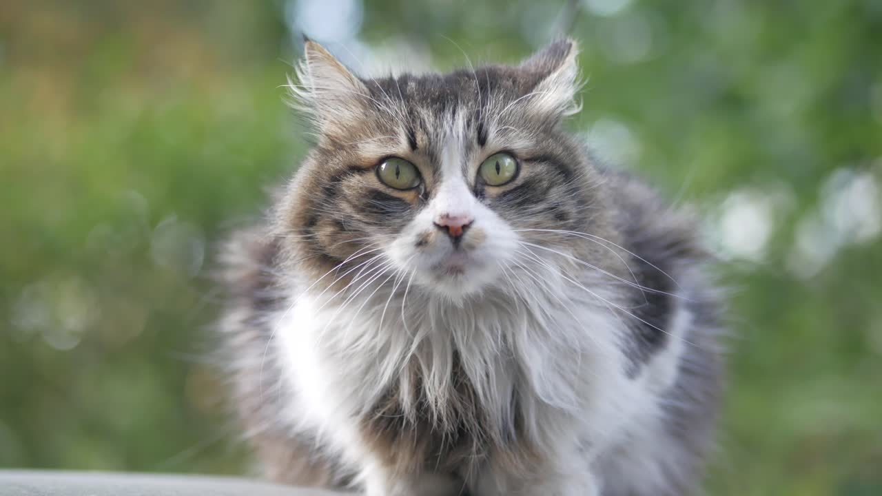 정원에서 털털한 고양이