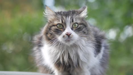 un gato peludo en un jardín