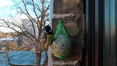 el carbonero común parus major se alimenta de una bola gorda.