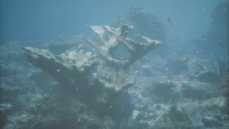 underwater exploration reveals shipwreck surrounded by vibrant marine life