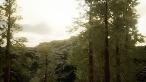fog and pine trees on rugged mountainside and coming storm