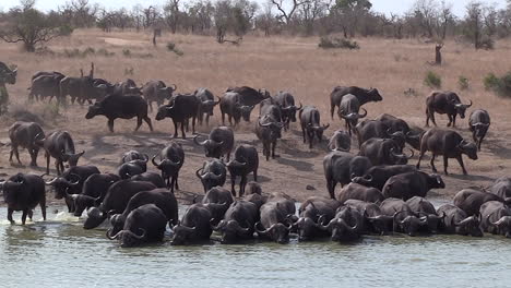 Zoom-out-on-a-large-herd-of-African-buffalo-arriving-and-drinking-at-a-waterhole-in-Africa