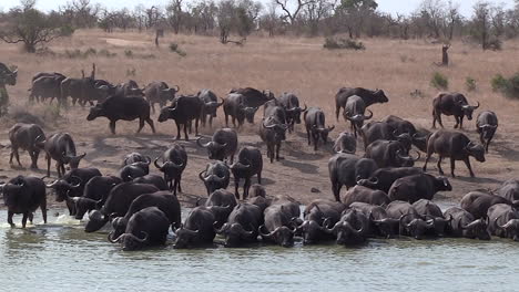 zoom out on a large herd of african buffalo arriving and drinking at a waterhole in africa