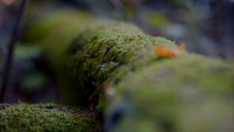 tronco coberto de musgo na floresta