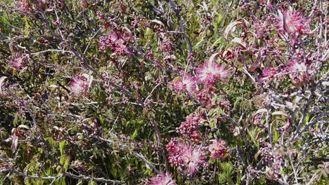 Clumps-of-Fairy-Dusters-blow-in-the-desert-breeze,-McDowell-Sonoran-Conservatory,-Scottsdale,-Arizona