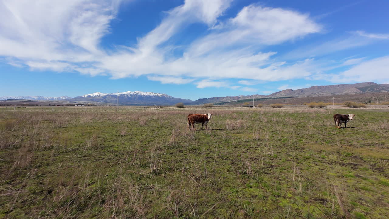 un campo de hierba con vacas, montañas nevadas y un cielo azul brillante, vista aérea