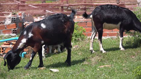 closeup of goats eating grass