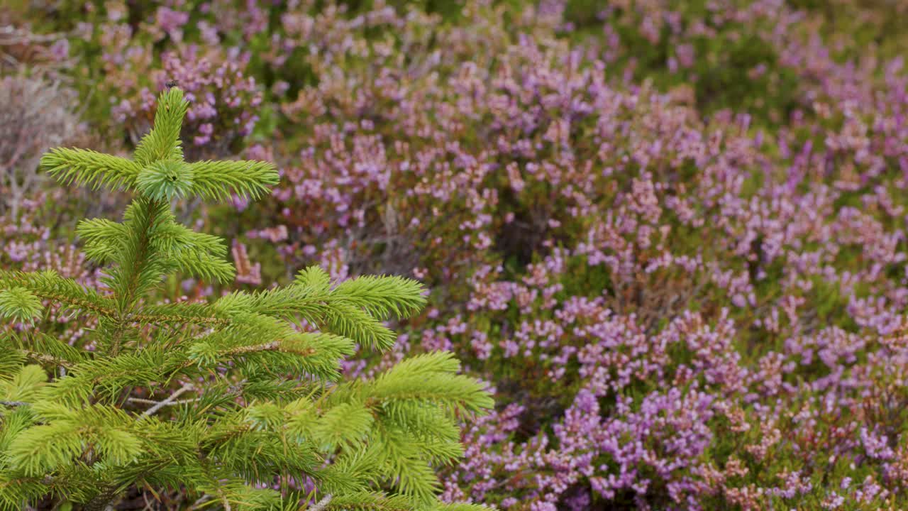 A young pine tree gently sways in the breeze, set against a blurred background of purple wildflowers in a lush Scottish Highlands landscape. Soft natural daylight, shallow depth of field, and subtle camera movement create a tranquil mood