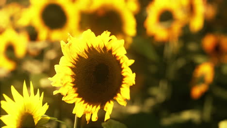 Campo-De-Girasoles-Y-Puesta-De-Sol