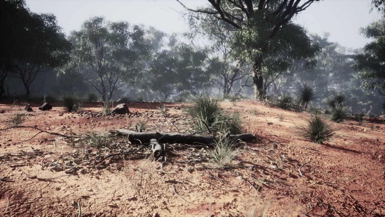 오스트레일리아의 숲에서 해가 지는 것